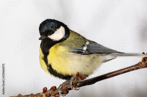 Great tit (Parus major) on a branch cherries. Moravia. Europe.