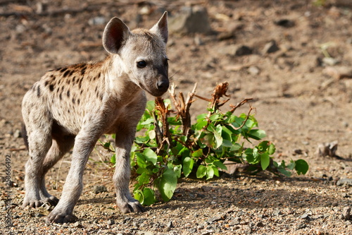 cute very young cub of spotted hyaena,Kruger national park in South Africa photo