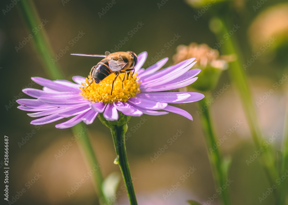 bee on flower bee on flower