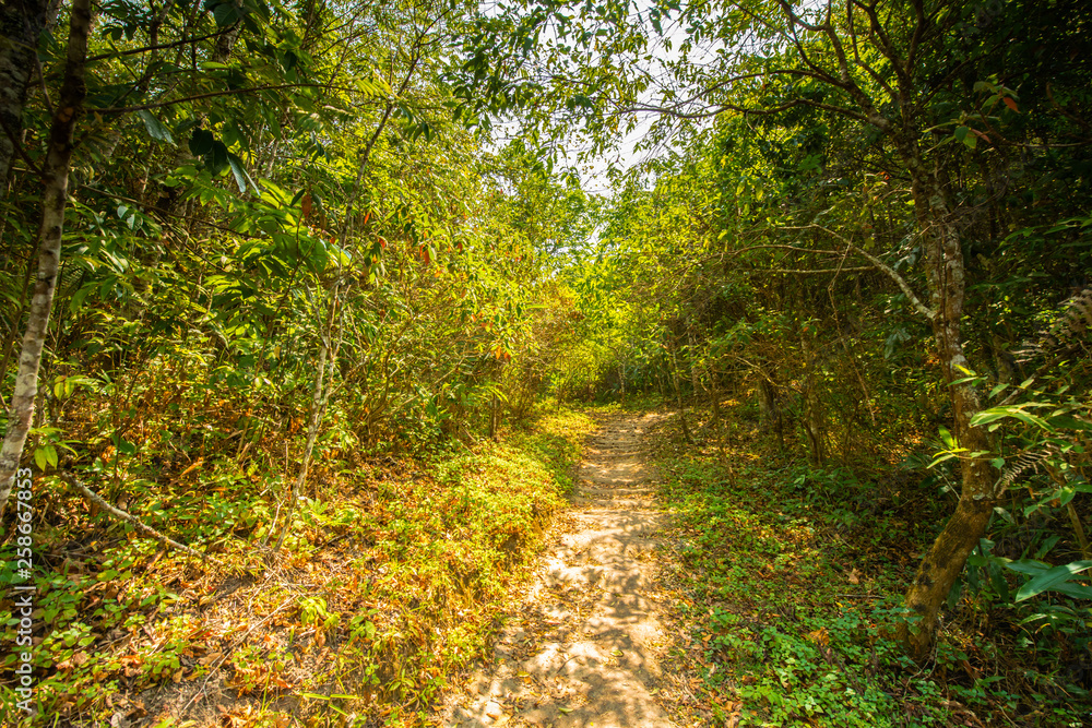 Into the summer forest.2 Into the summer forest.2