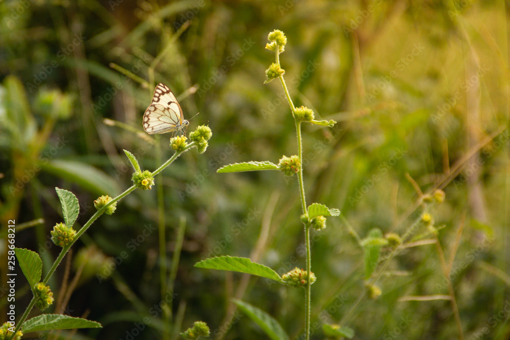 White Butterfly White Butterfly