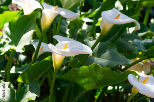 Foto Elegant calla flowers blooming in a garden