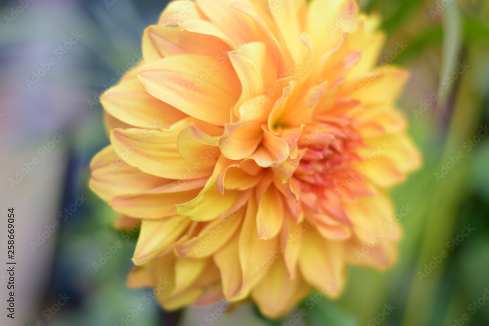 closeup of orange flower closeup of orange flower