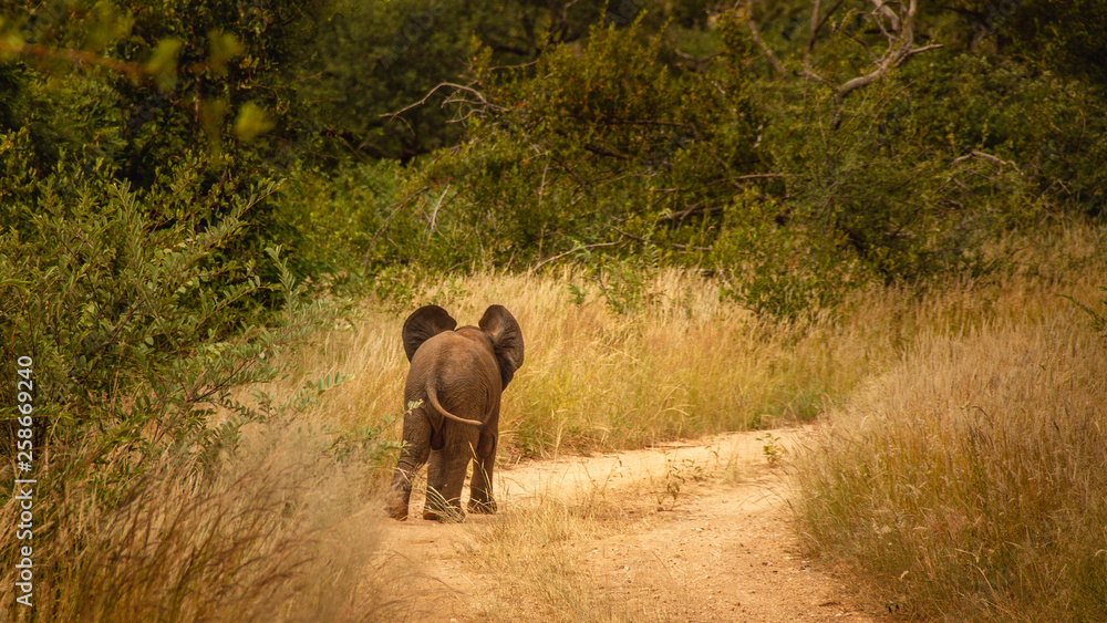 Fototapeta premium Orphan Elephant