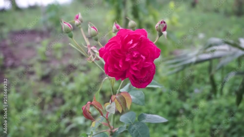 Red rose in garden Red rose in garden