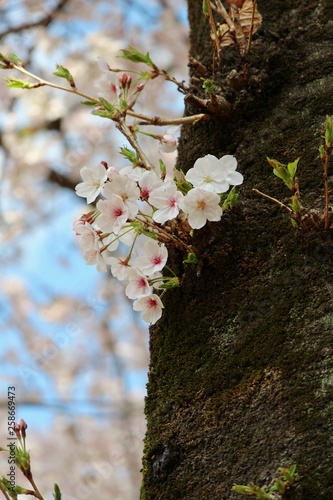 力強い桜