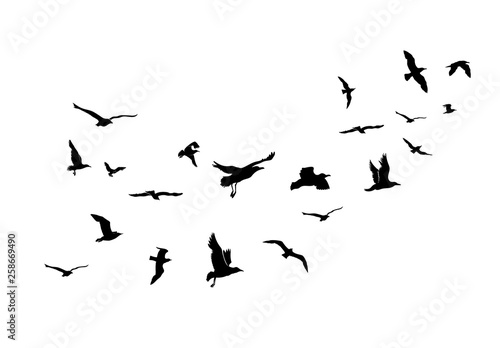 A Flock of Flying Birds. Vector Illustration. Isolated On White Background.