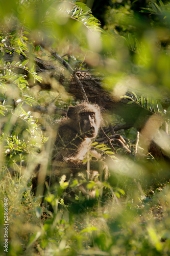 Baboon in the Bushes