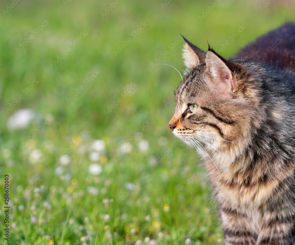 longhair domestic cat on in grass and daisies