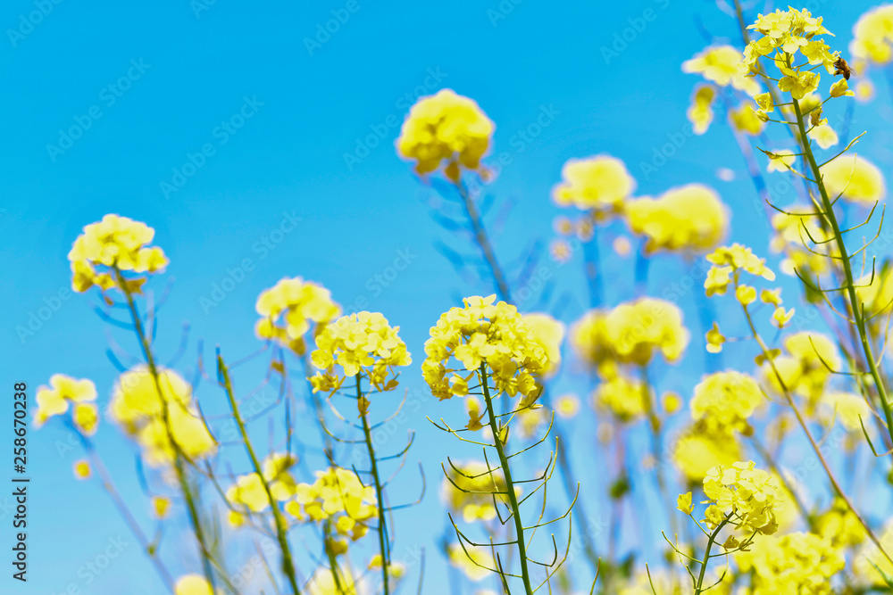 Obraz premium 春の青空と菜の花