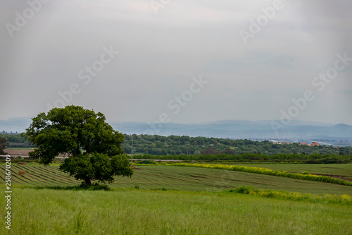 View of the mountains  forest and plowed field and tree