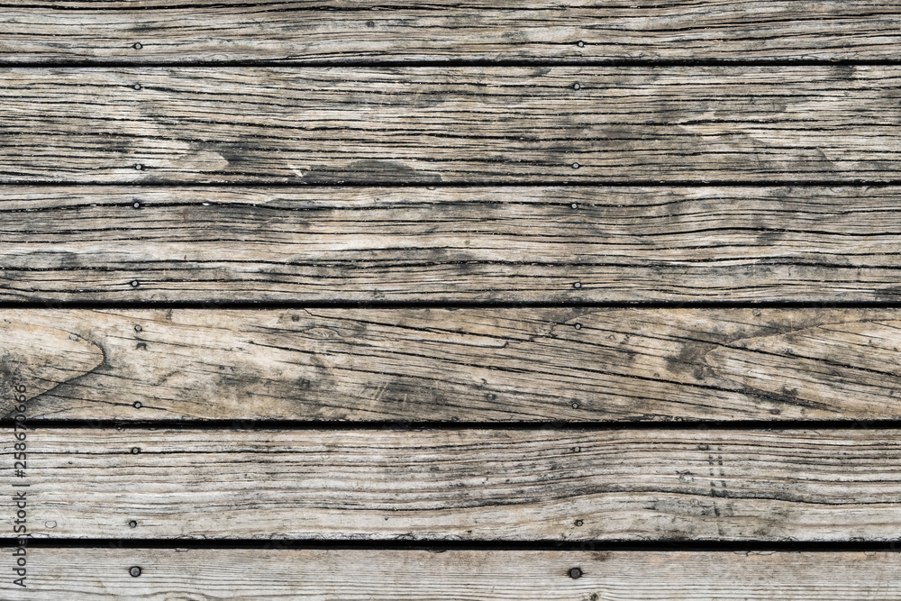 Fototapeta premium Wood texture background, natural tree