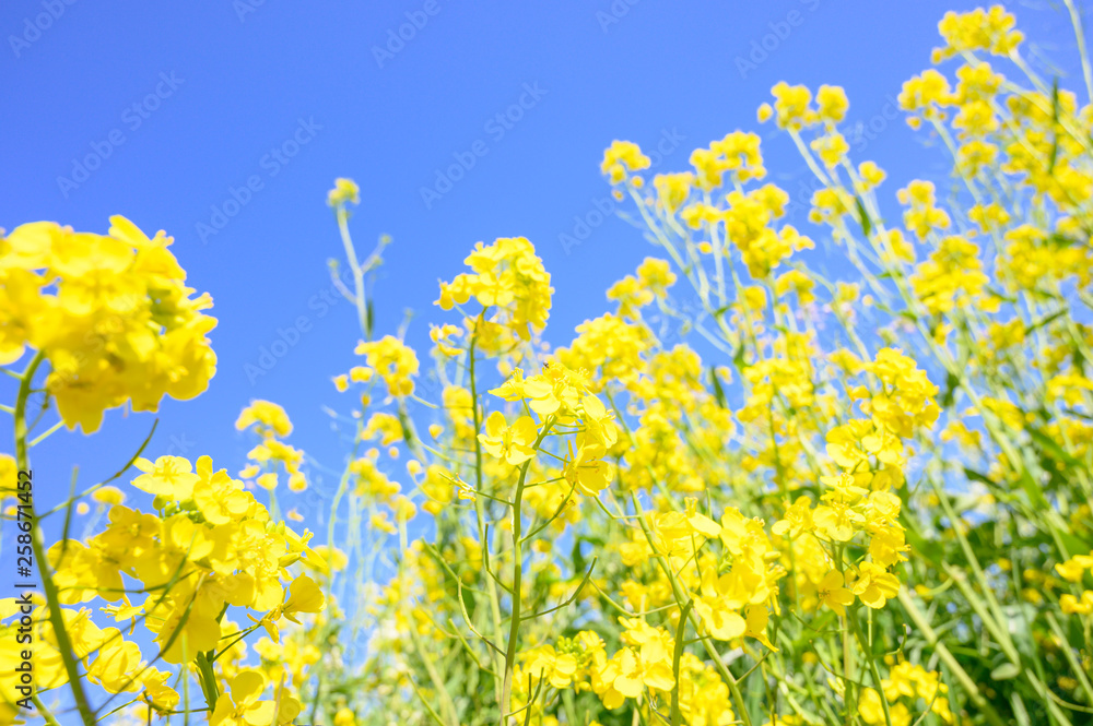 春の青空と菜の花畑 春の青空と菜の花畑