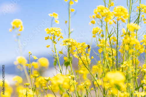 春の青空と菜の花畑