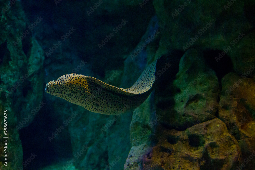 marine life of the underwater world, not necessarily dive, you can go to the aquarium marine life of the underwater world, not necessarily dive, you can go to the aquarium