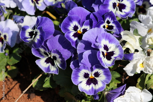 Blue with white and yellow center Wild pansy or Viola tricolor or Johnny jump up or Heartsease or Hearts ease or Hearts delight or Tickle my fancy or Jack jump up and kiss me or Come and cuddle me or  photo