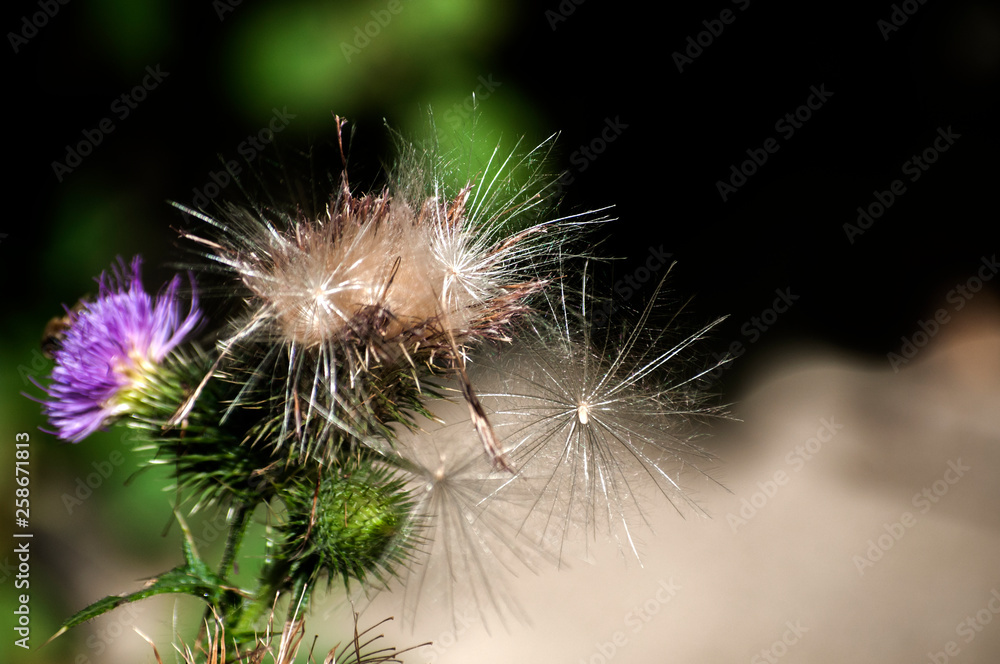 Fototapeta premium A beautiful color of blooming head donkey thistle closeup as natural floral background