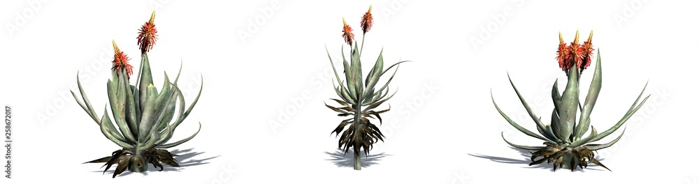 Set of Aloe Vera plants with shadow on the floor - isolated on a white background Set of Aloe Vera plants with shadow on the floor - isolated on a white background