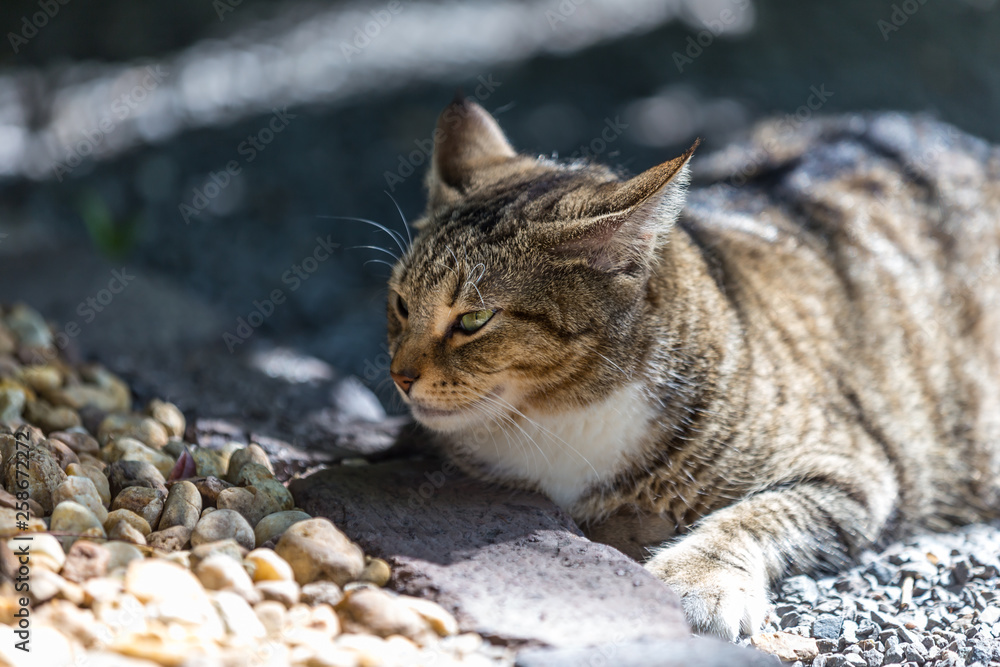 Stone cat