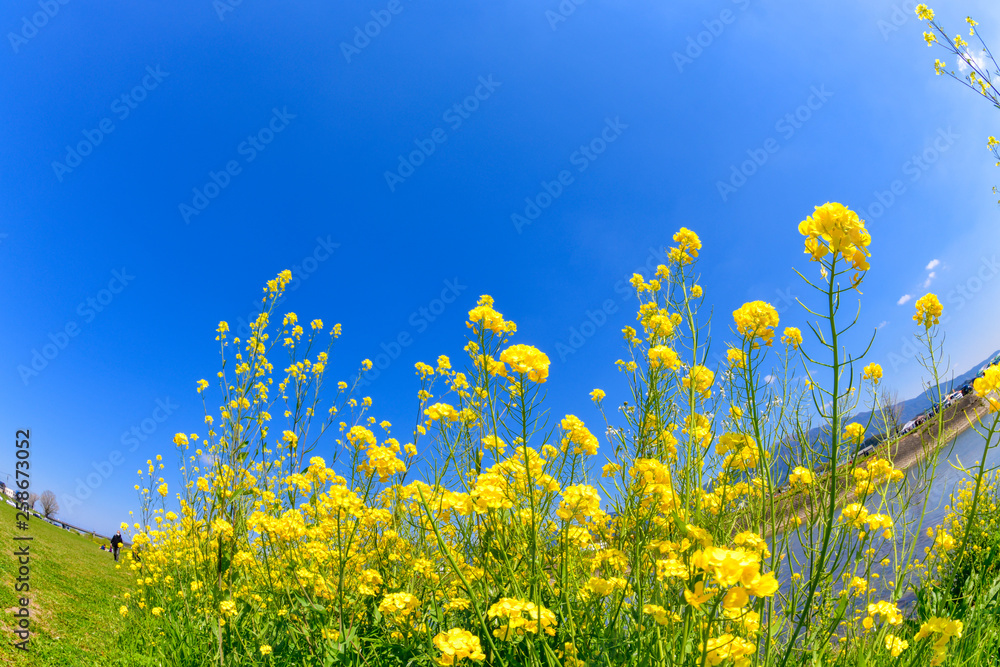 春の遠賀川と菜の花畑 春の遠賀川と菜の花畑