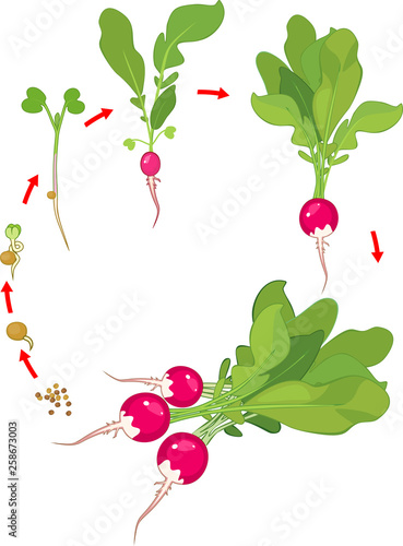 Life cycle of radish plant. Stages of radish growth from seed and sprout to harvest