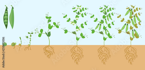 Life cycle of pea plant with root system. Stages of pea growth from seed and sprout to adult plant with fruits