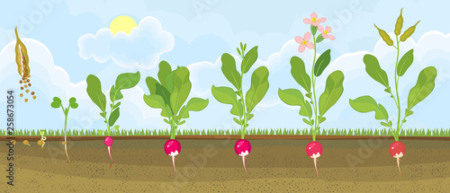 Life cycle of radish plant. Stages of radish growth from seed and sprout to flowering and fruit-bearing plant