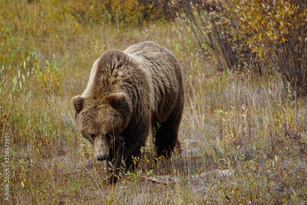 Grizzly bear in wilderness in north America Grizzly bear in wilderness in north America