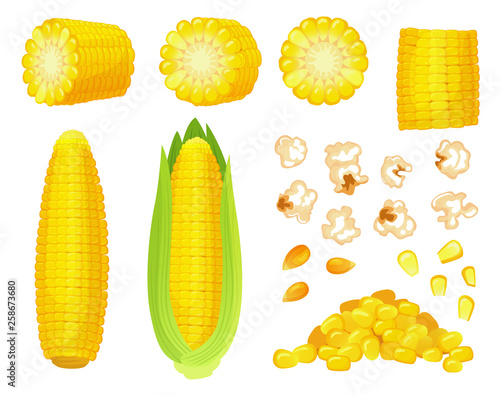 Cartoon corn. Golden maize harvest, popcorn corny grains and sweet corn. Ear of corn, delicious vegetables vector illustration set