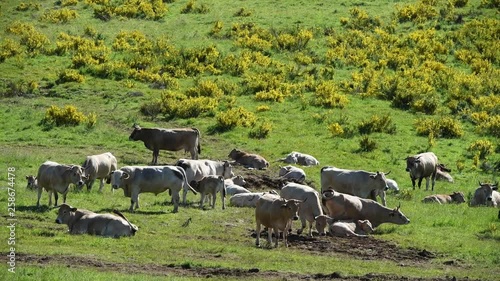 Troupeau dans les genêts fleuris