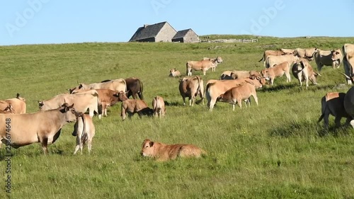 Troupeau et veau qui tète