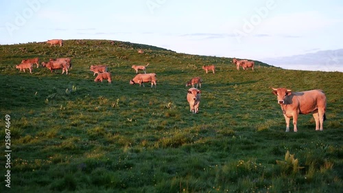 Troupeau paissant au lever du jour