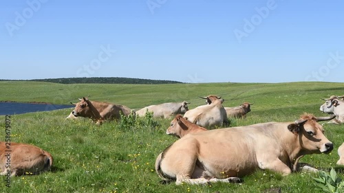 Troupeau rumine couché