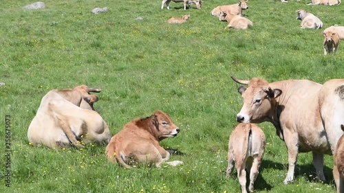 Troupeau rumine couché