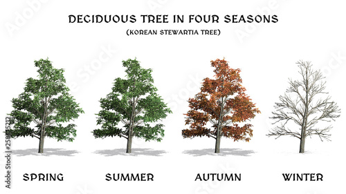 Φωτογραφία Deciduous Tree in four seasons - Korean Stewartia - isolated on a white backgrou
