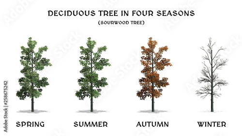 Deciduous Tree in four seasons - Sourwood Tree - isolated on a white background