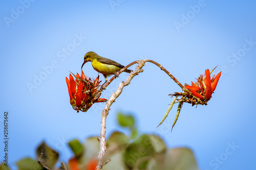 Bird enjoying the nectar