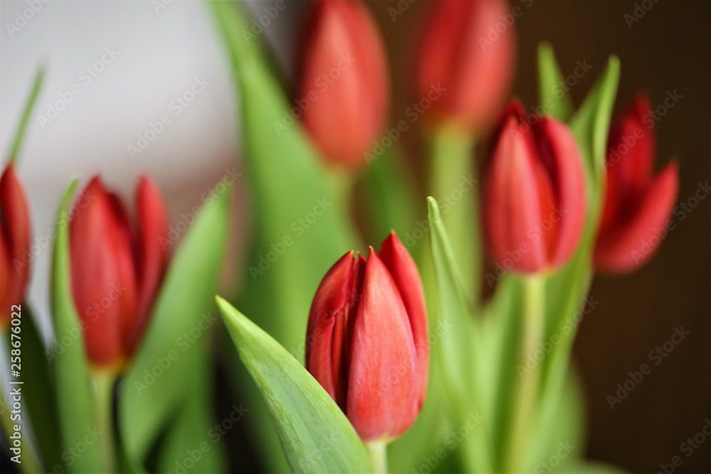 An Image of a tulip An Image of a tulip