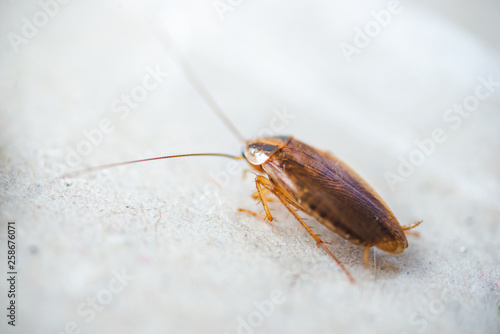 Big, fat cockroach close up