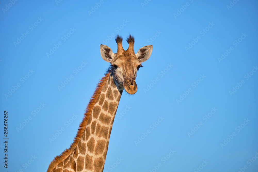 head and neck shot of South African Giraffe against blue sky backgorund