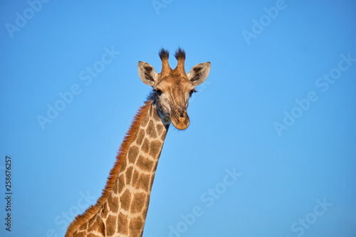 head and neck shot of South African Giraffe against blue sky backgorund