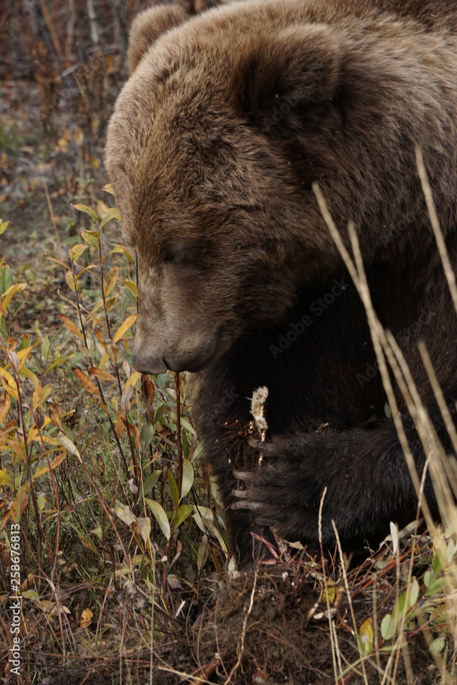 Grizzly bear in wilderness in north America Grizzly bear in wilderness in north America