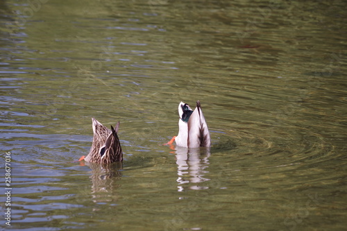 池に潜る野鳥 © camera_kozo
