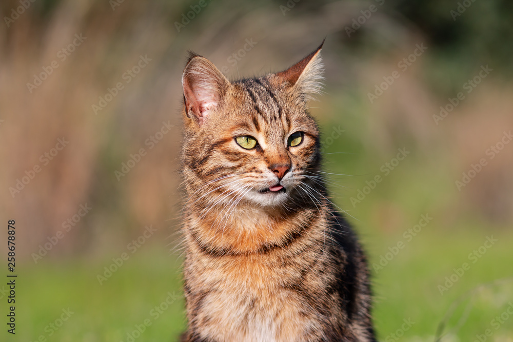 young domestic cat sitting in grass. phoot with blur background.
