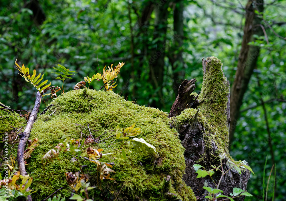 Obraz premium moss on tree