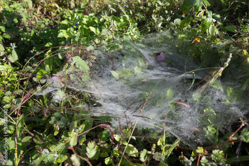 Frosty cobweb on the plants in the winter morning