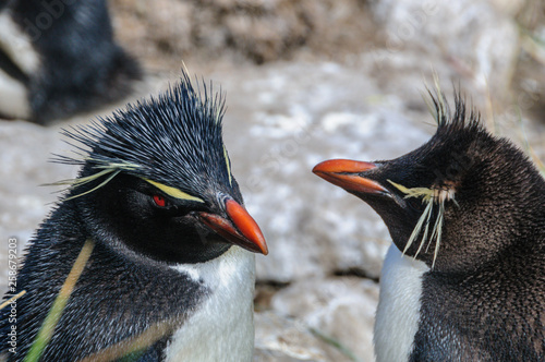 Rockhopper Penguins on Westpoint Island