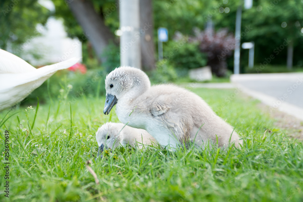 Obraz premium Swan Baby