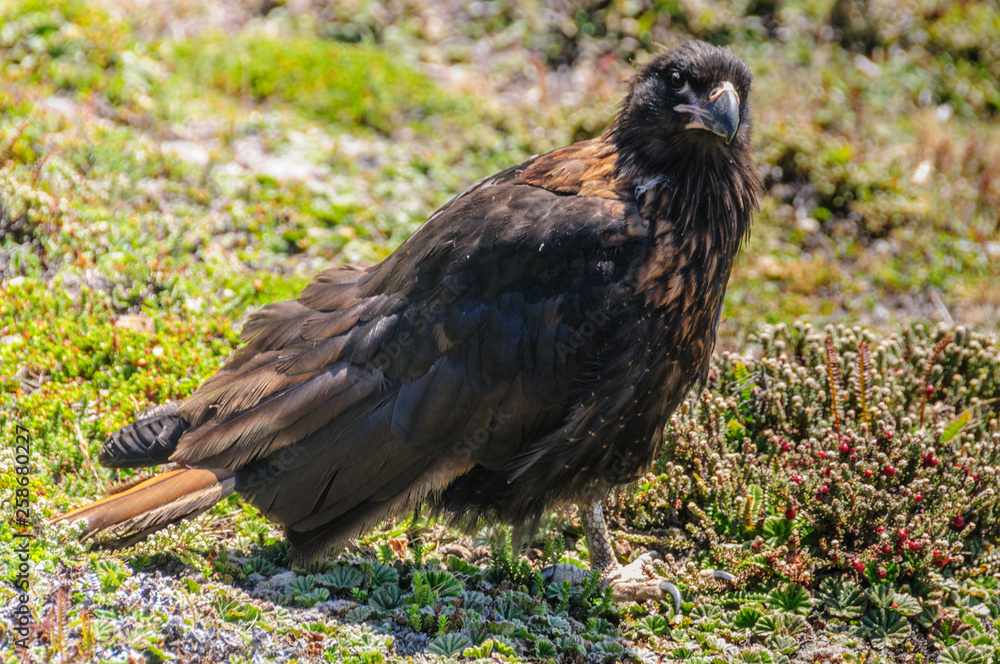 Fototapeta premium Striated Caracara on the Falkland Islands
