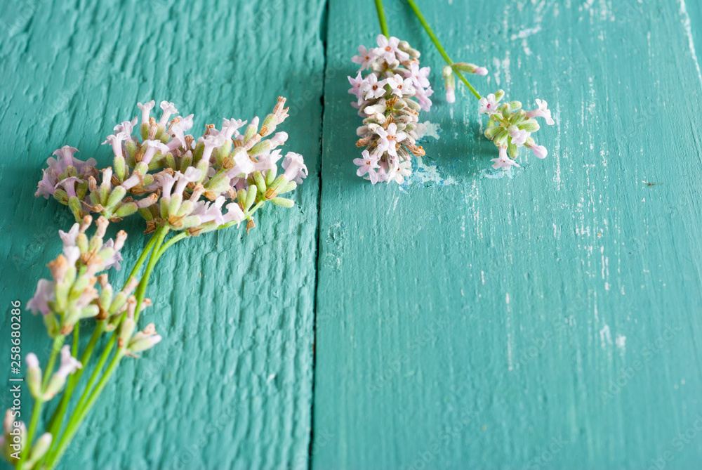 pink lavender flowers on blue wood table background pink lavender flowers on blue wood table background